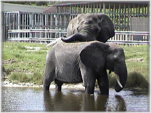 AFRICAN ELEPHANT 0160